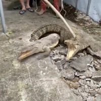 Vecinos escuchan ruidos, rompen el pavimento... y encuentran tres cocodrilos (Video)