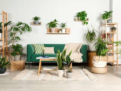 La planta que es un poderoso amuleto en tu hogar: dónde colocarla para activar la prosperidad