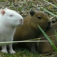 La historia detrás del carpincho albino que se volvió viral