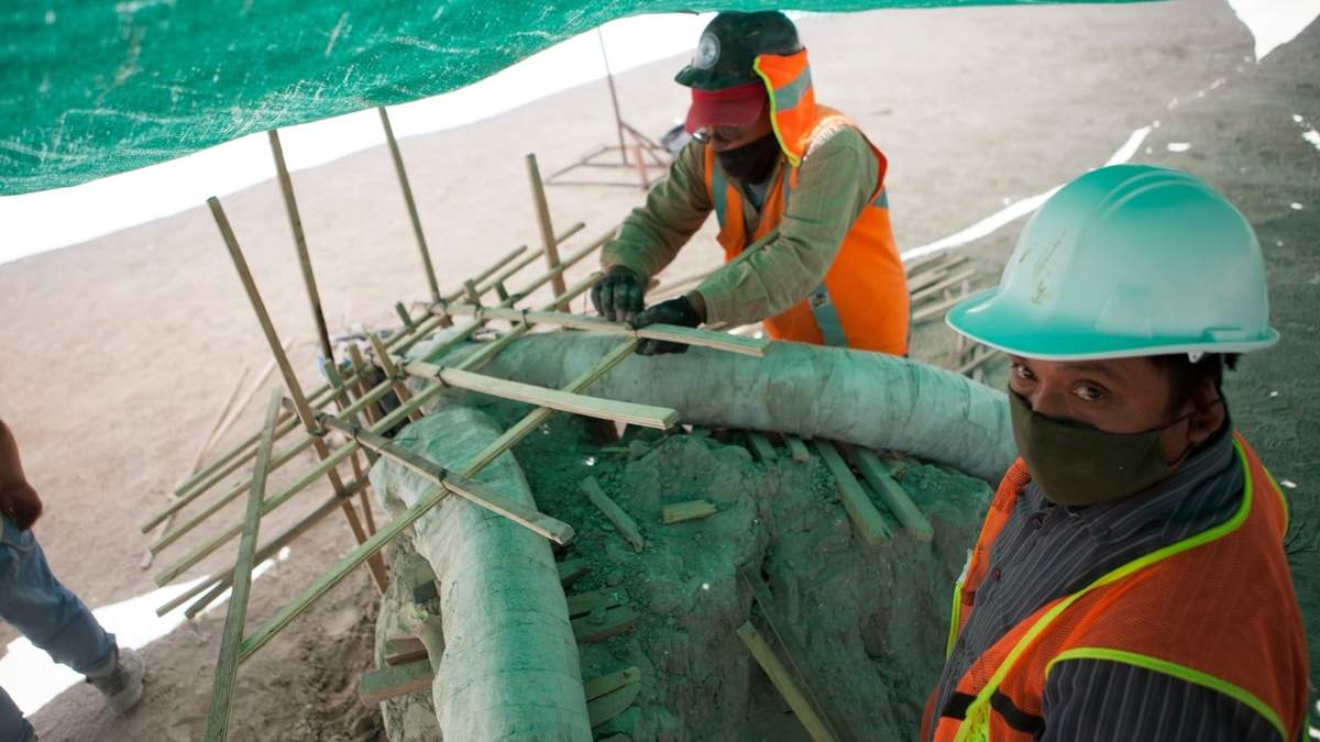Fósiles de mamut hallados en el Aeropuerto de Santa Lucía