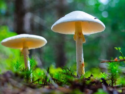 Cómo saber si los hongos que aparecieron en mi jardín son comestibles o venenosos