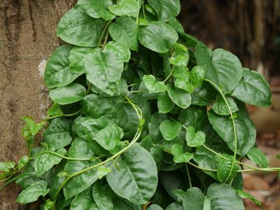 No plantes Hiedra si querés cubrir: la planta trepadora con hermosas hojas y flores que no daña tu pared ni las rejas
