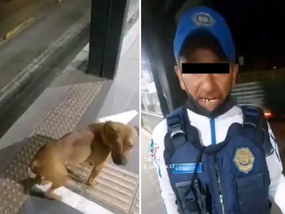 Policía que dio palazo a perro en el Metrobús es suspendido (Video)