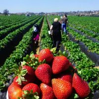 La frutilla de Tucumán tuvo una gran cosecha a pesar de la pandemia