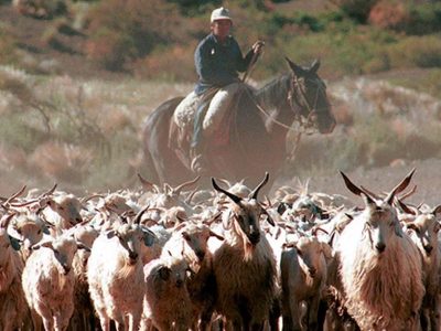 Piden a crianceros planificar el ascenso a las veranadas y limitar el sobrepastoreo por la sequía