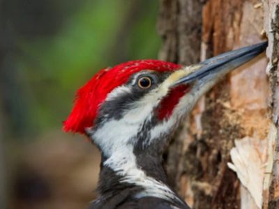 Curiosidades sobre el pájaro carpintero: el ave pequeña que esconde un curioso significado cuando te visita