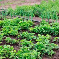Las plantas aromáticas y medicinales que no podés dejar de tener en tu huerta