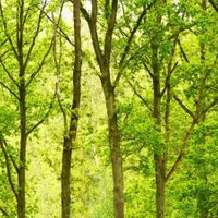 Hoy es el Día Internacional de los Bosques: un llamado a la producción y el consumo sostenibles