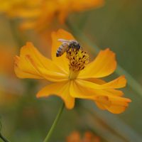 La población de abejas se redujo entre 50% y 80%, advierten especialistas de la UNAM