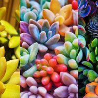 El simple truco para que tus suculentas cambien de color y combinen con tu decoración