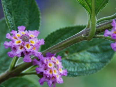 La planta nativa que florece en esta época y que es ideal para crear los cercos más hermosos en tu jardín