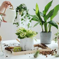 Los secretos mejores guardados de los jardineros para tener tus plantas rozagantes y saludables