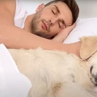 No debes dormir con mascotas, no dejan dormir y pueden dañar tu salud: Instituto del Sueño de España