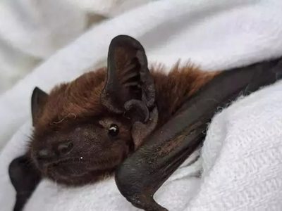 Apareció un murciélago con rabia en Buenos Aires