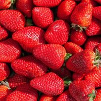 Seguro no lo sabías: el truco infalible para que las frutillas duren más tiempo en la heladera