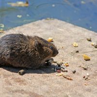 Coronavirus: reportan el hallazgo de ratas hambrientas y agresivas por falta de alimento