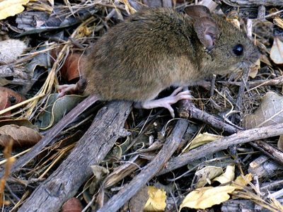 Hantavirus: preocupación en Río Negro por un nuevo caso confirmado