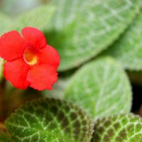 La planta colgante que disfruta del calor es muy fácil de cuidar y tiene hermosas flores
