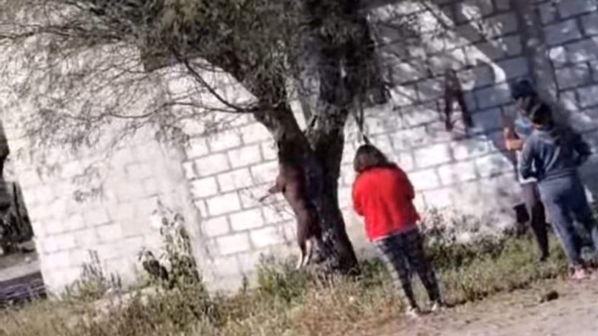 La perra quedó colgada de un árbol