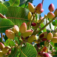 El árbol de moda que requiere paciencia, pero recompensa con uno de los frutos que vale oro en el mundo