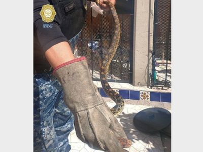 Encuentran una serpiente en el patio de una casa en Xochimilco