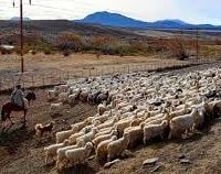 La difícil realidad de crianceros y productores neuquinos en tiempos de pandemia