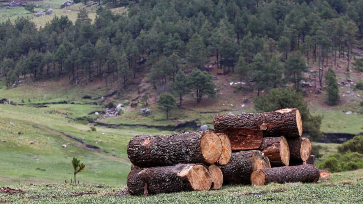 Martí Batres aseguró que las autoridades capitalinas no permitirán que los bosques sean “destrozados” y calificó la tarea como una “preocupación nacional”