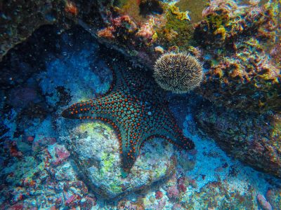 Un fósil de 500 millones de años desvela el enigma de la estrella de mar