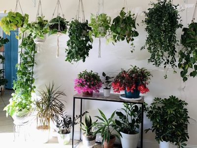 5 plantas de sombra que dejarán tu jardín hermoso y son muy fáciles de conseguir