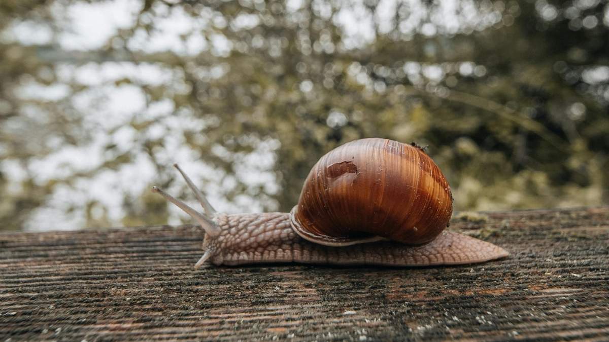 No permitas que los caracoles arruinen tus plantas