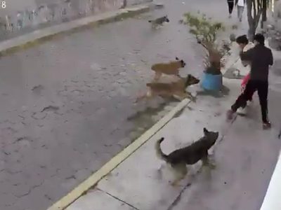 Así fue el ataque de una jauría contra dos jóvenes que estaban en una banqueta en Metepec (Video)