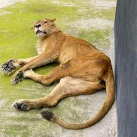 Reportan delicada a la leona “Lucky”, del santuario Black Jaguar-White Tiger