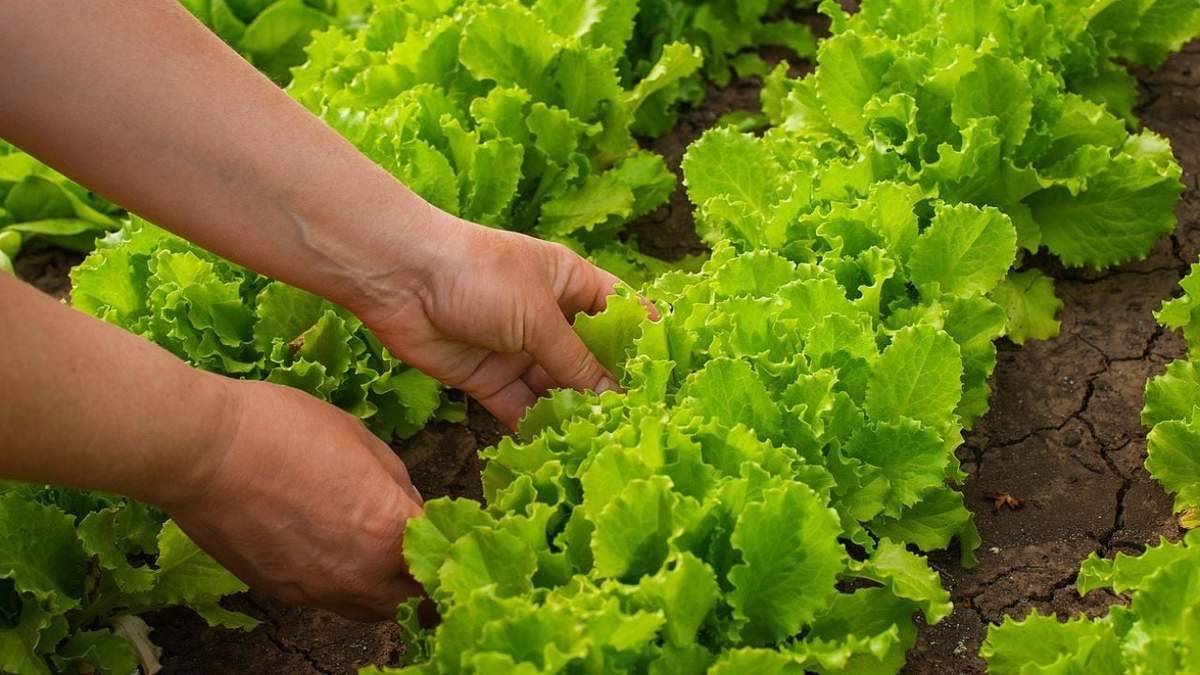 Plantas. Fuente: (Hogarmanía)