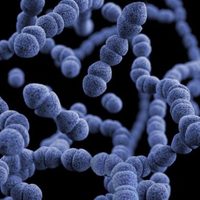 Estudio muestra que distintas bacterias en el intestino están asociados a rasgos de personalidad