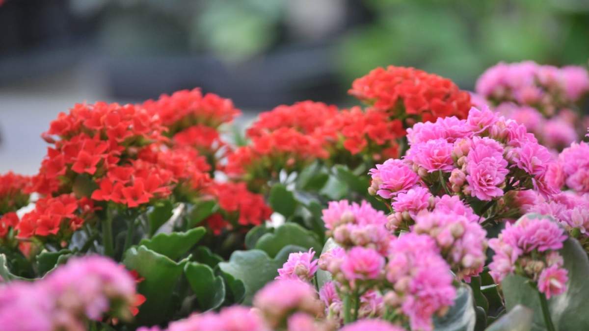 Plantas. Fuente: (Instagram)