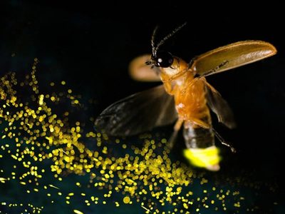 Curiosidades sobre las luciérnagas, el insecto con luz propia que son parientes de los escarabajos