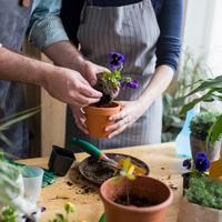 Guía fácil para identificar qué problema tiene tu planta según el estado de sus hojas