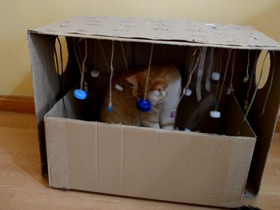 No gastes en el Petshop: si tenés un gato, hacele este juguete casero con tapitas de gaseosa y cartón que va a amar