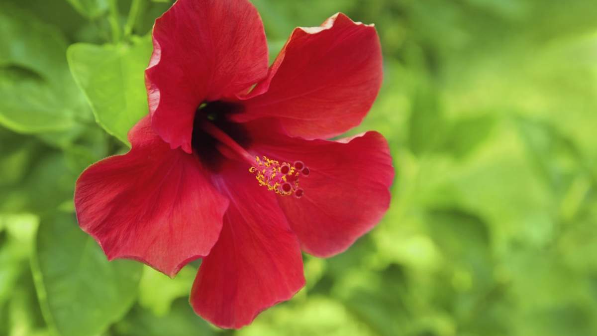 Hibiscus. Fuente: (Instagram)