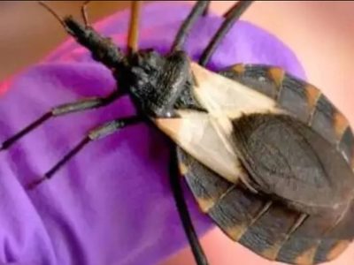 Alertaron por presencia de vinchucas en la provincia de Neuquén y reforzaron acciones de prevención