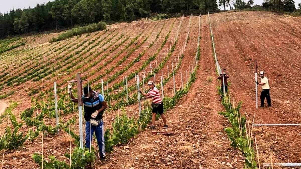 Vinos ecológicos con plataforma de venta. Fuente: (Instagram)