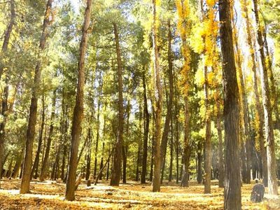 En Zapala, en el año en curso, se van a plantar 7000 árboles