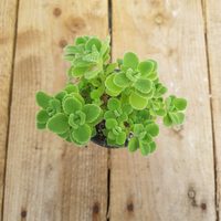 La hermosa suculenta de poderoso aroma que necesitás este invierno para limpiar tus vías respiratorias y combatir el resfrío.