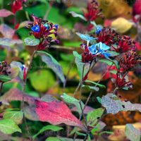 La planta que cambia de color y se transforma de la forma más insólita en otoño invierno: tomá nota