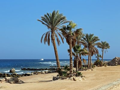 Egipto cerró las playas del mar Rojo tras una serie de ataques de tiburones