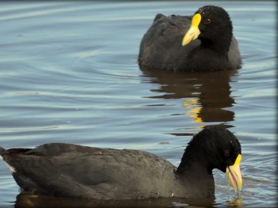 Curiosidades sobre la Gallareta chica: el ave que adora el agua y es popular en los lagos de Palermo