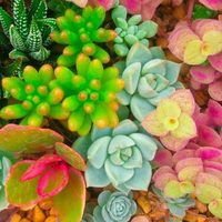 Según el Feng Shui, por qué las suculentas son un tesoro para atraer energía positiva a tu hogar