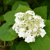La planta, similar a la Hortensia pero que tiene doble flor, le da un toque elegante a los parques y jardines