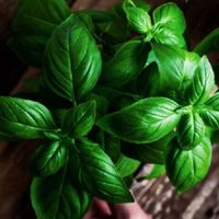 El secreto de los viveristas para tener la planta de Albahaca más hermosa y con las hojas más sanas