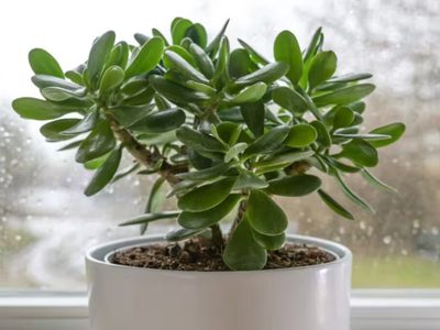 Según el Feng Shui, las plantas que atraen la abundancia y que son ideales para el interior de tu casa